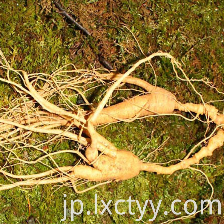 wild ginseng root tea